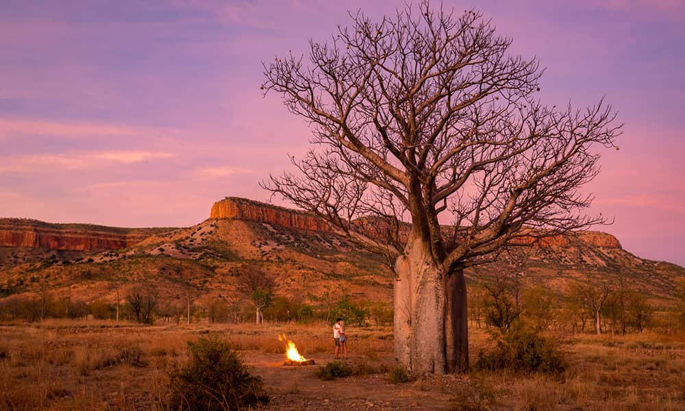 Image of a boab tree