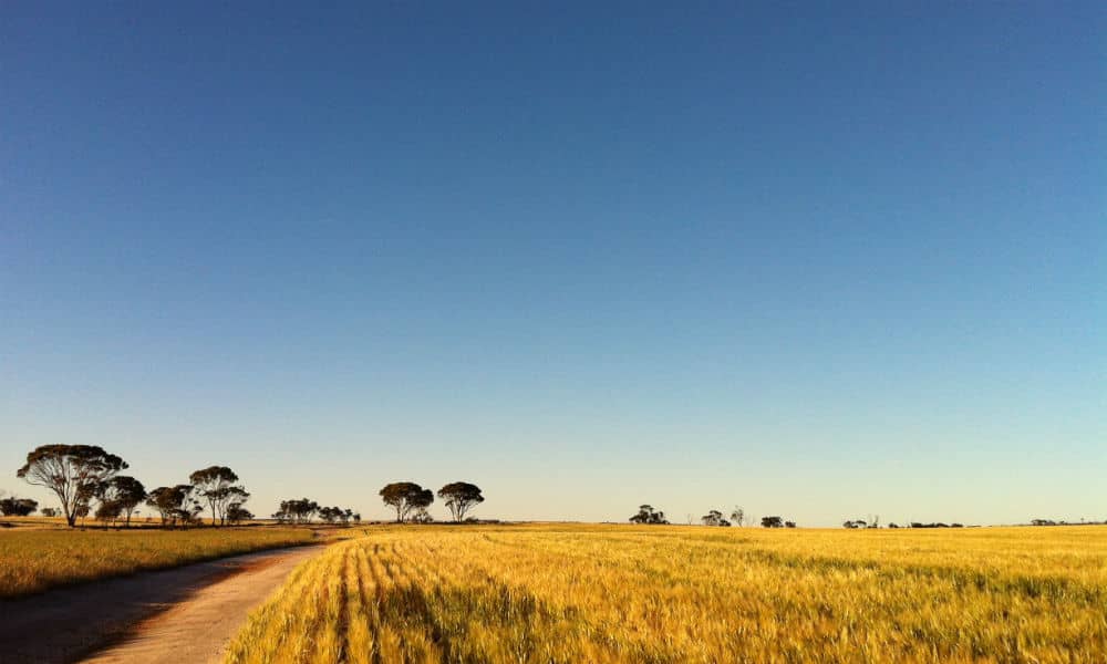 Wheat crop at dusk in the Wheatbelt, WA