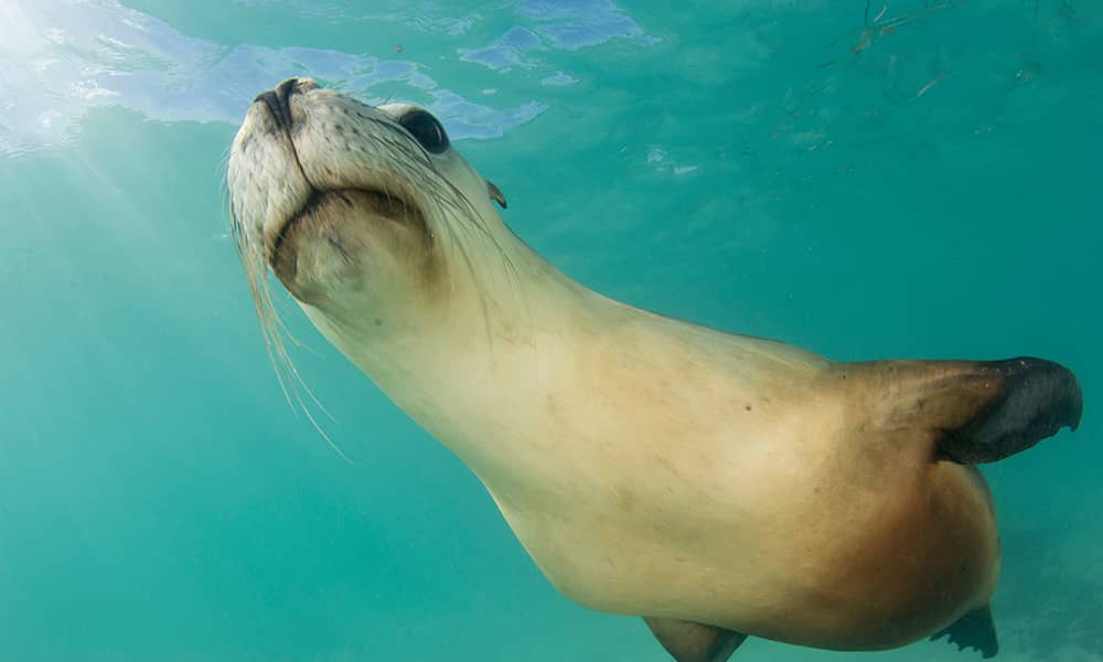 An Australian Sea Lion