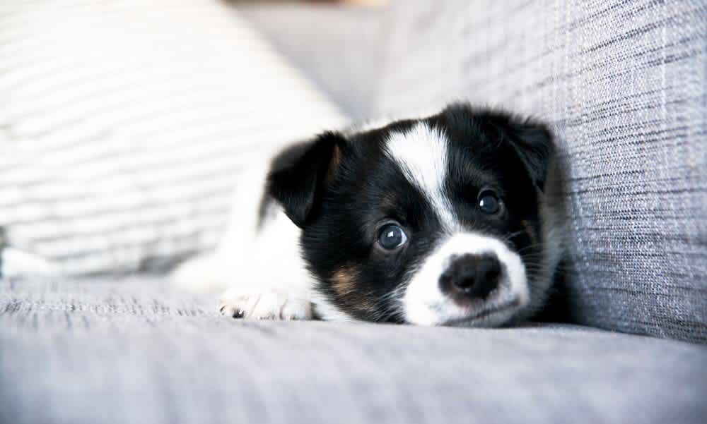 Cute black and white puppy on grey couch