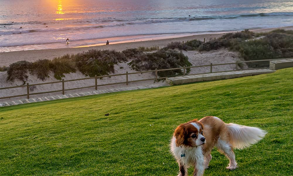 Image of dog on grass
