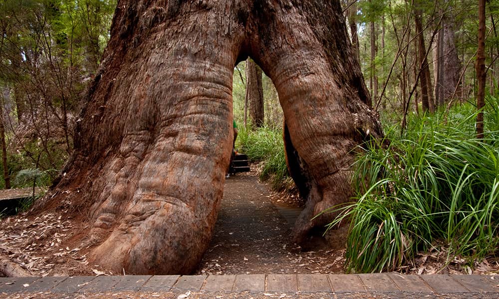 Large tree that you can walk through
