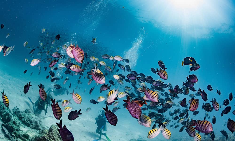 Image of a school of fish