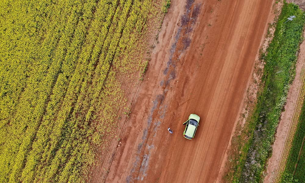 Image of a canola field