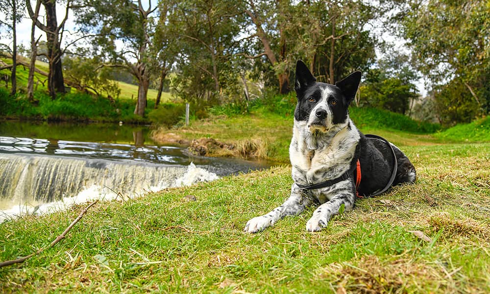 A medium-sized black and white dog sitting on grass near a river in Donnybrook Western Australia