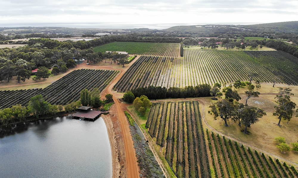 Image of a vineyard