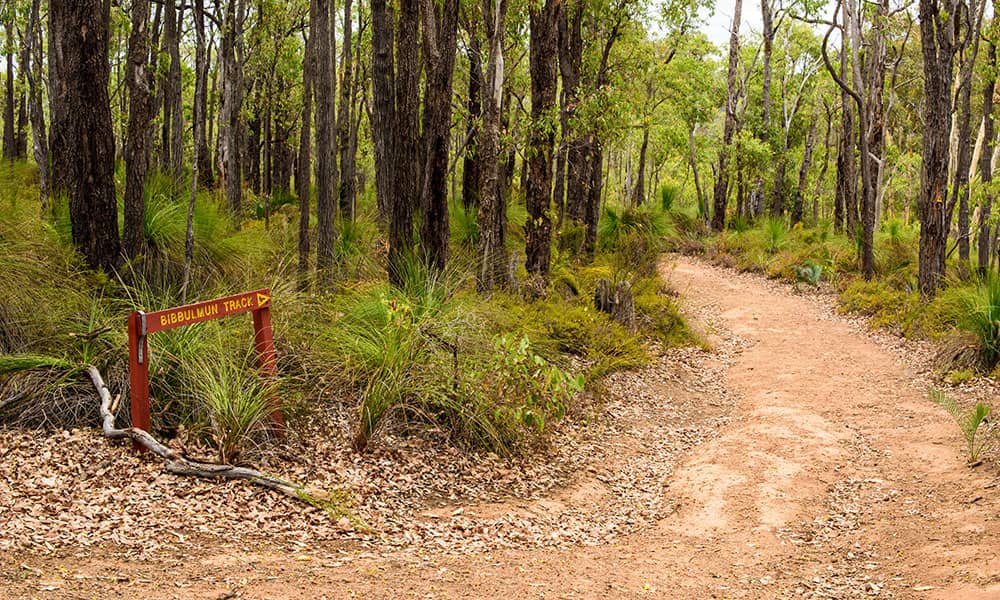 View of a bush trail