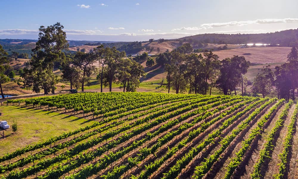 Outlook of a vineyard