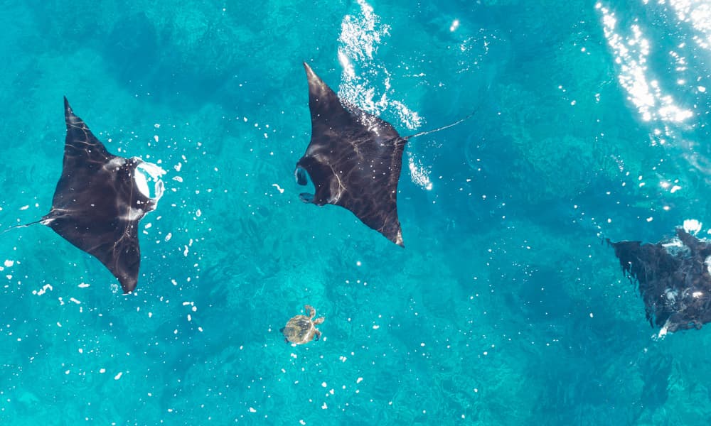 rays swimming in turquoise water