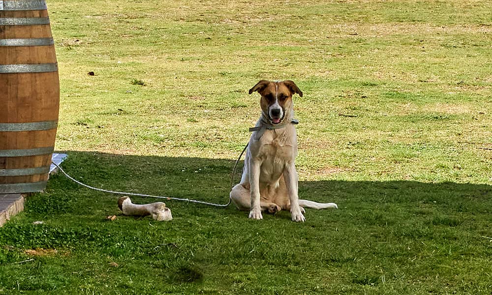 A light brown and white dog sits on a grassed area near some wine barrels