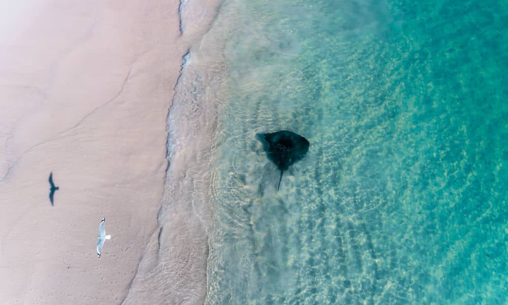A sting ray and seagull at a beach in Cervantes