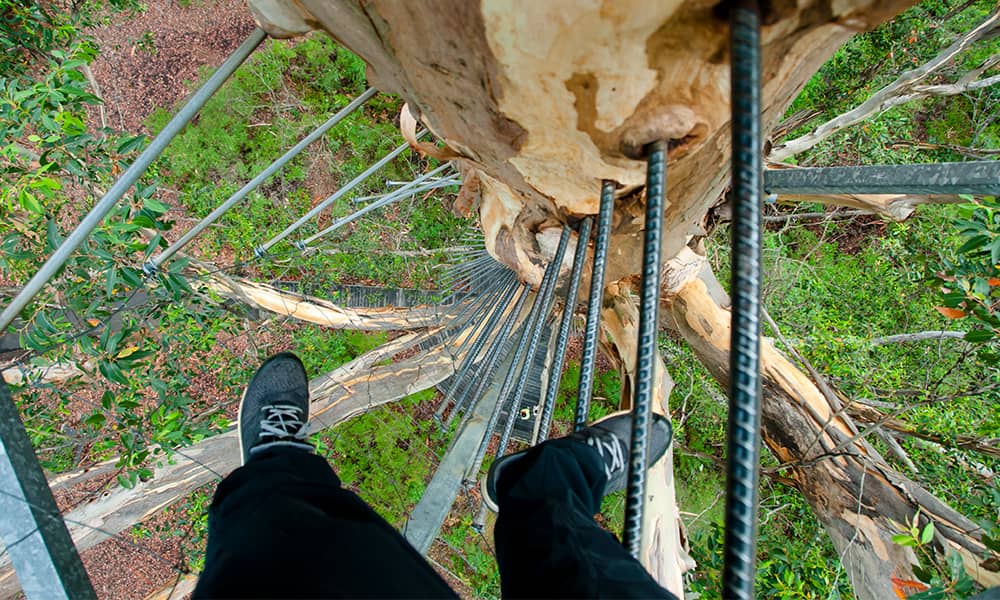 Image of someone climbing a tree