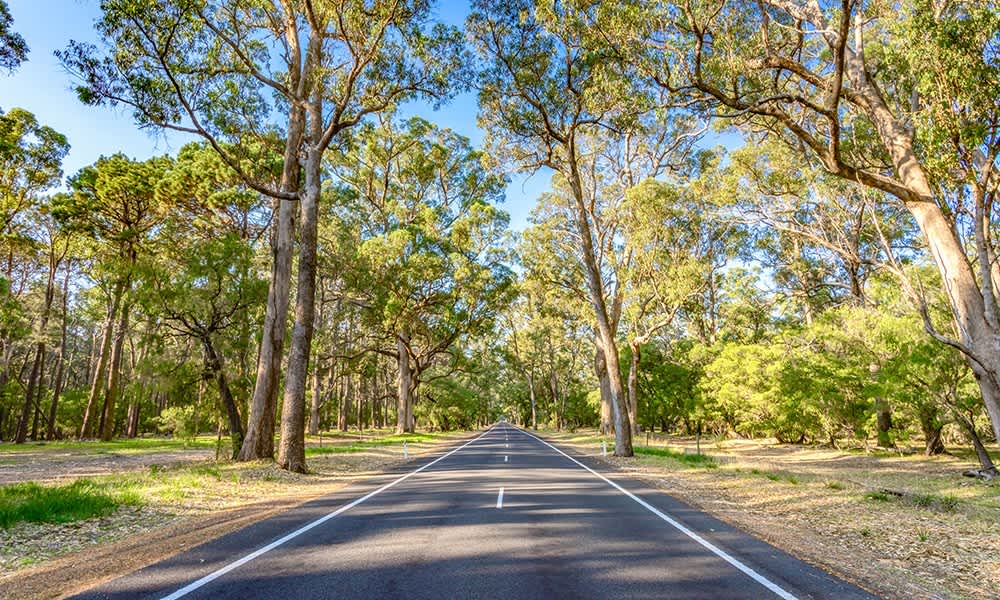 Open road in forest.