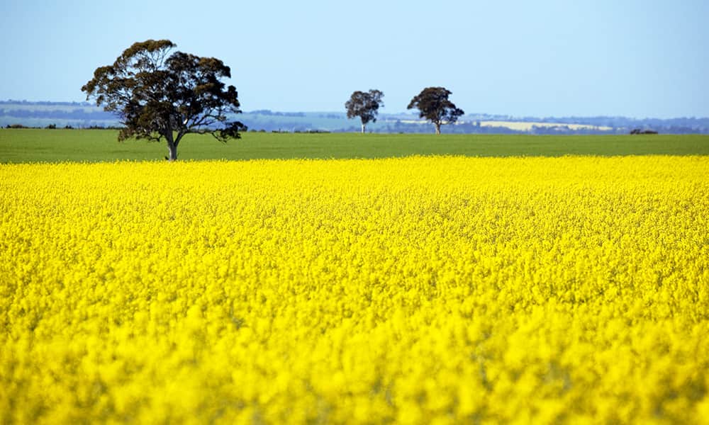 TT_toodyay_canola