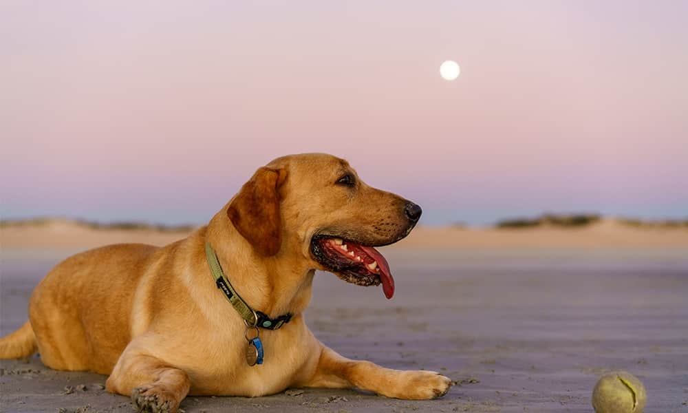 Image of dog on beach