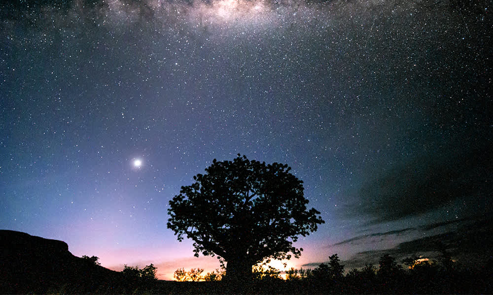 Image of a boab tree at night