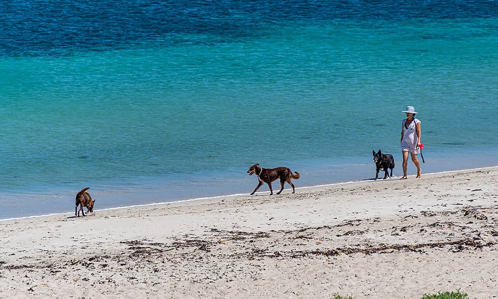 A person walking with dogs on a beach
