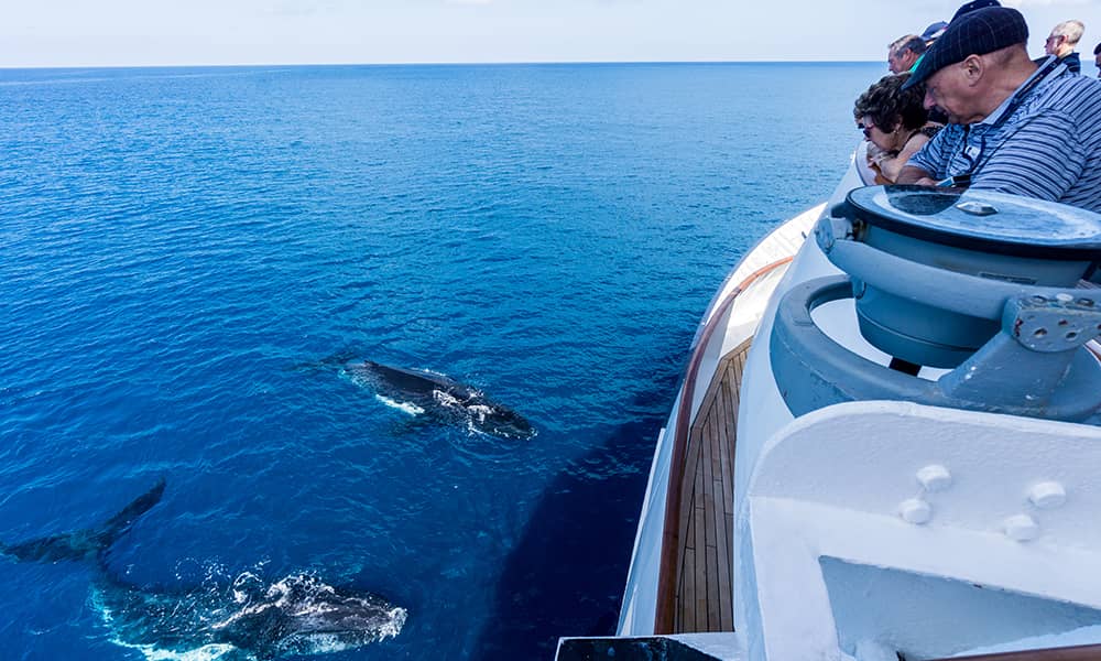 Whale watching spots in WAt t