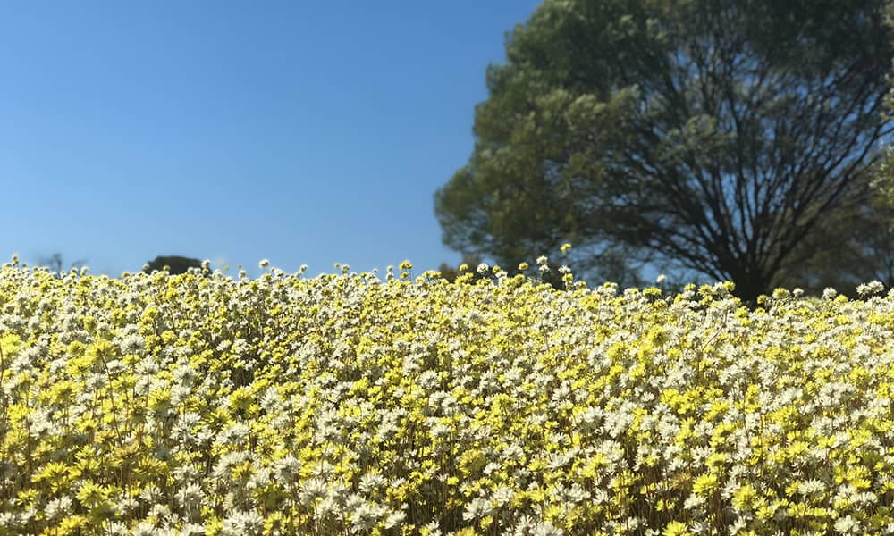 Yellow flowers