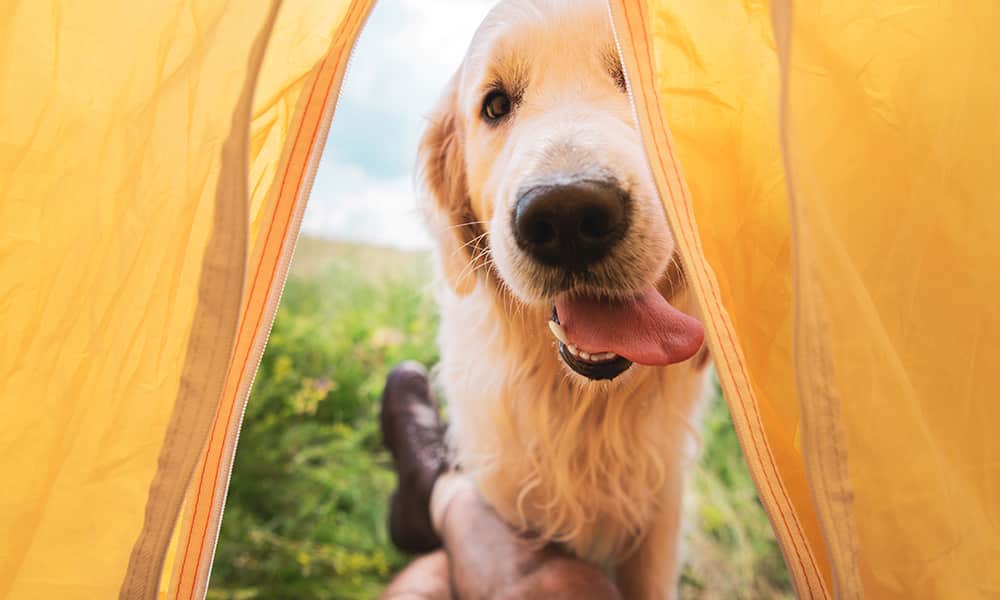 Image of dog in a tent