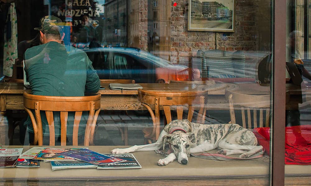 A dog lying on a bench in the window of a cafe