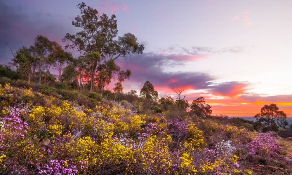 Native wildflowers at sunset on a hill in Korung National Park.