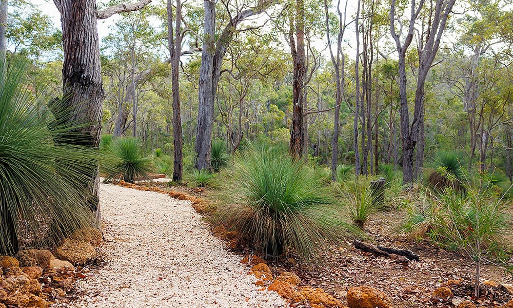 A walk trail winding between tall trees