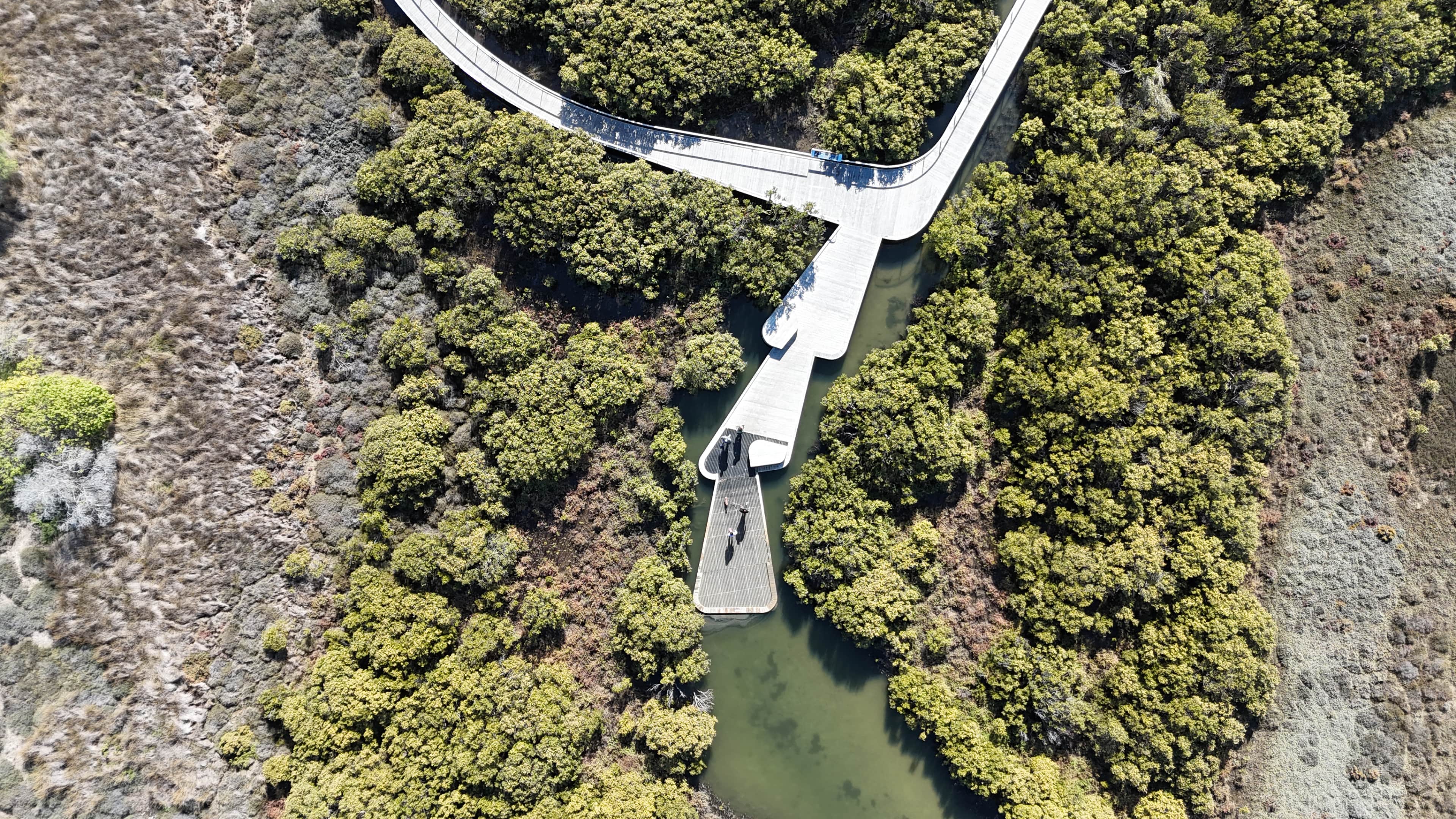 An aerial view of people on a boardwalk looking out over the inlet surrounded by white mangroves