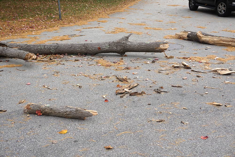 Fallen tree branches lay across a road