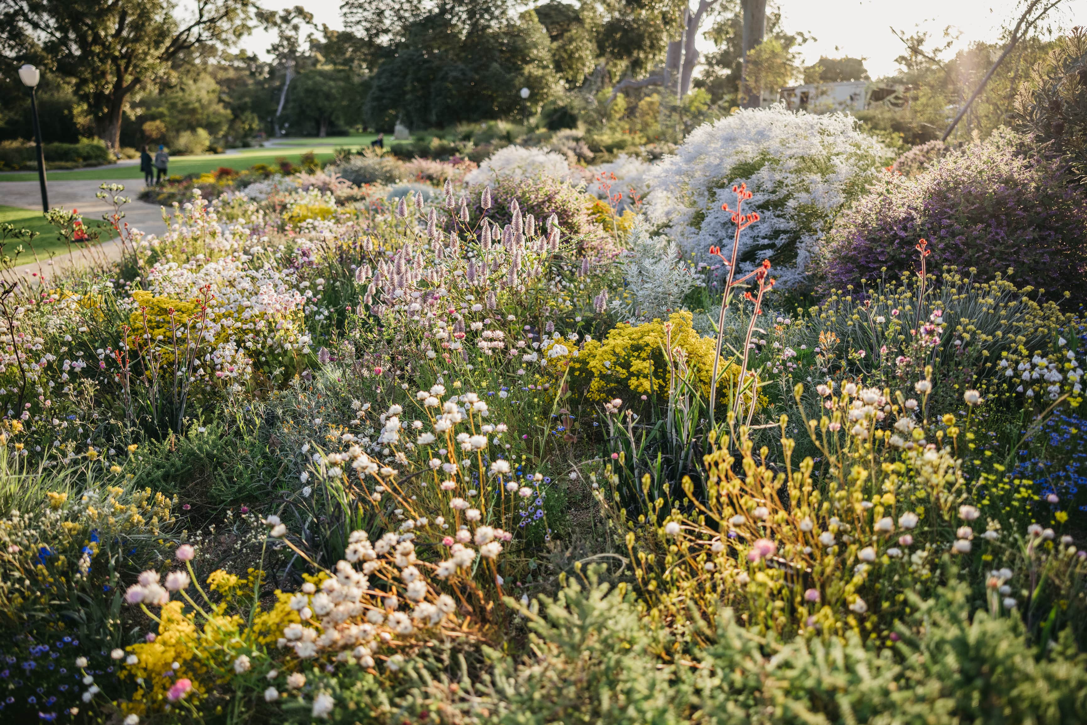 Western Australian wildflowers in bloom at a park