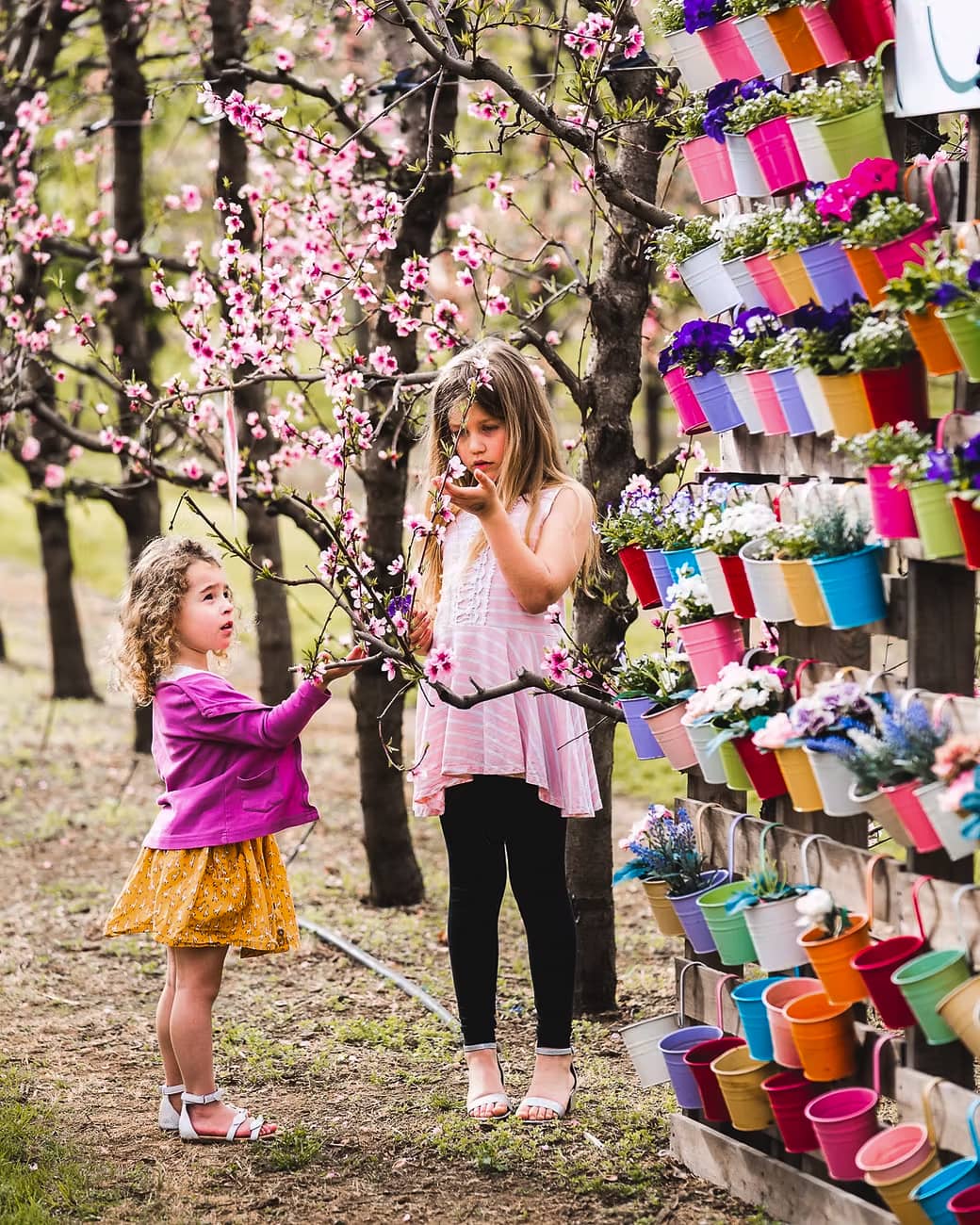 Two girls looking at blossoms in orchard
