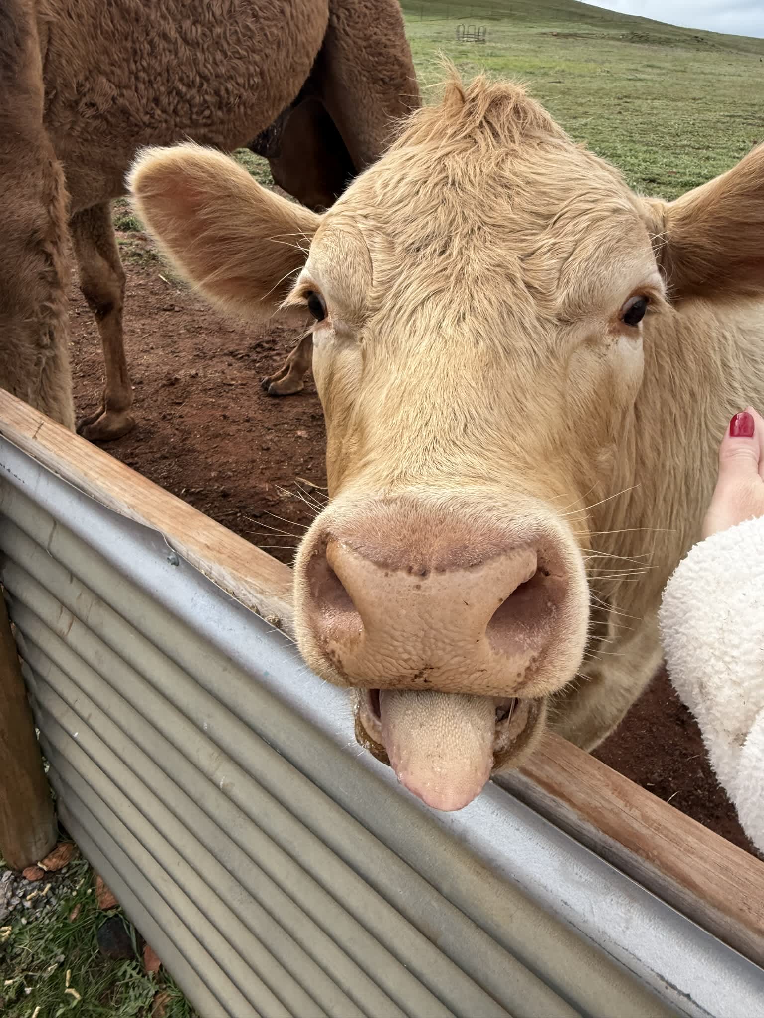 Cow poking tongue out over fence