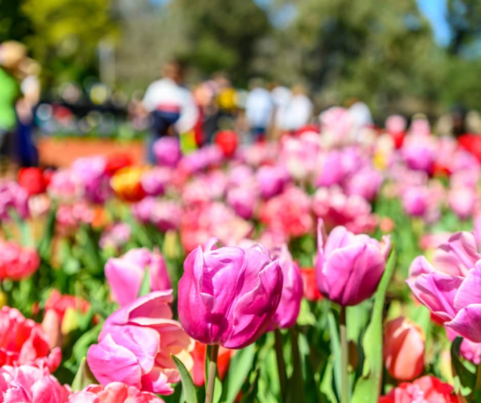 Colourful pink and red tulips in bushland of Araluen Botanic Park