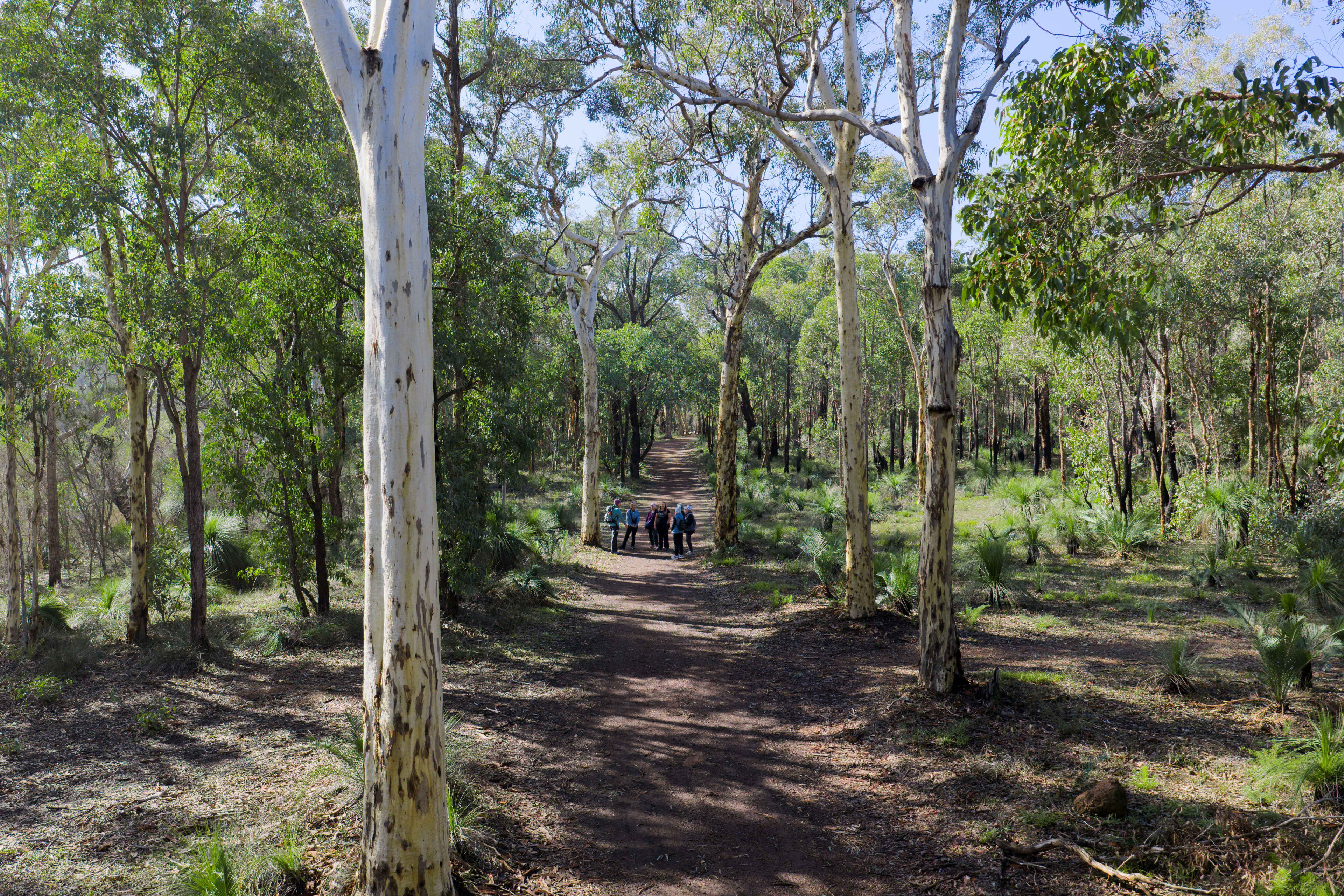 Group of hikers on trail between towering paperbark trees surrounded by bushland
