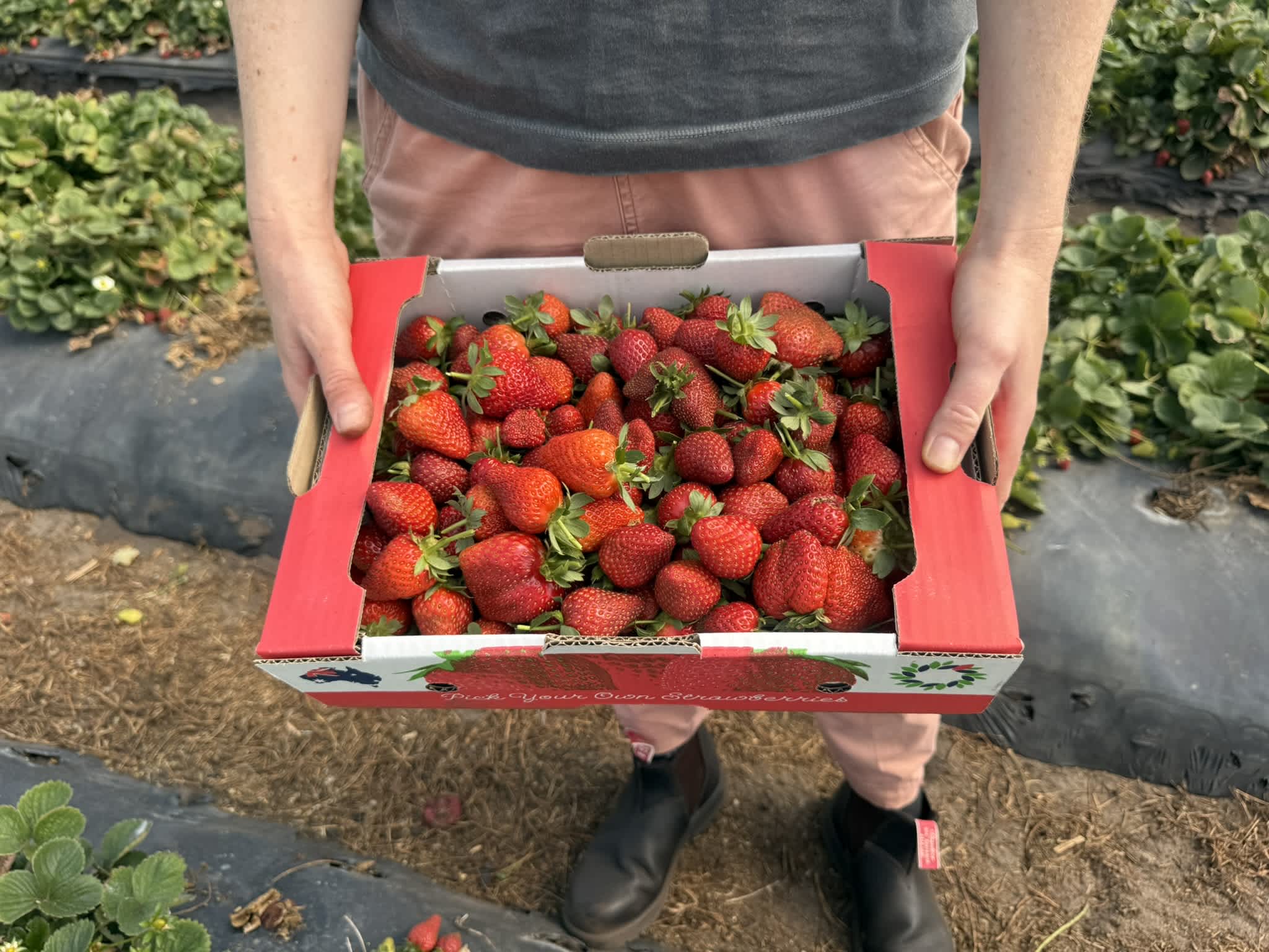 A person holding a box full of strawberries