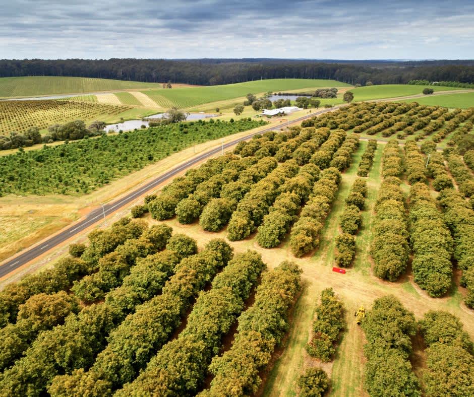 Rows of avocado trees and road and rolling hills on Pemberton farmland