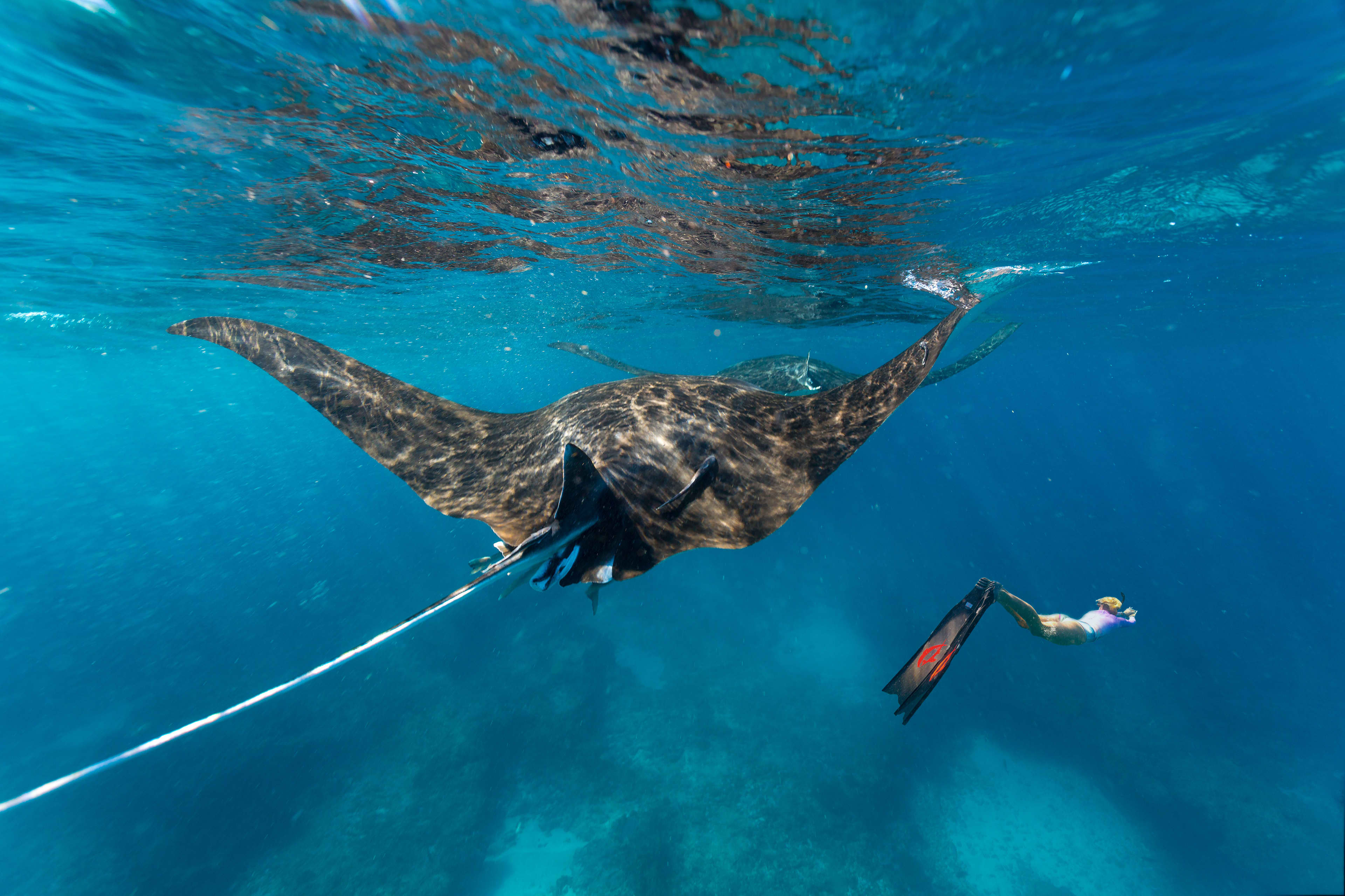 A manta ray swimming in clear waters with a snorkeller ahead