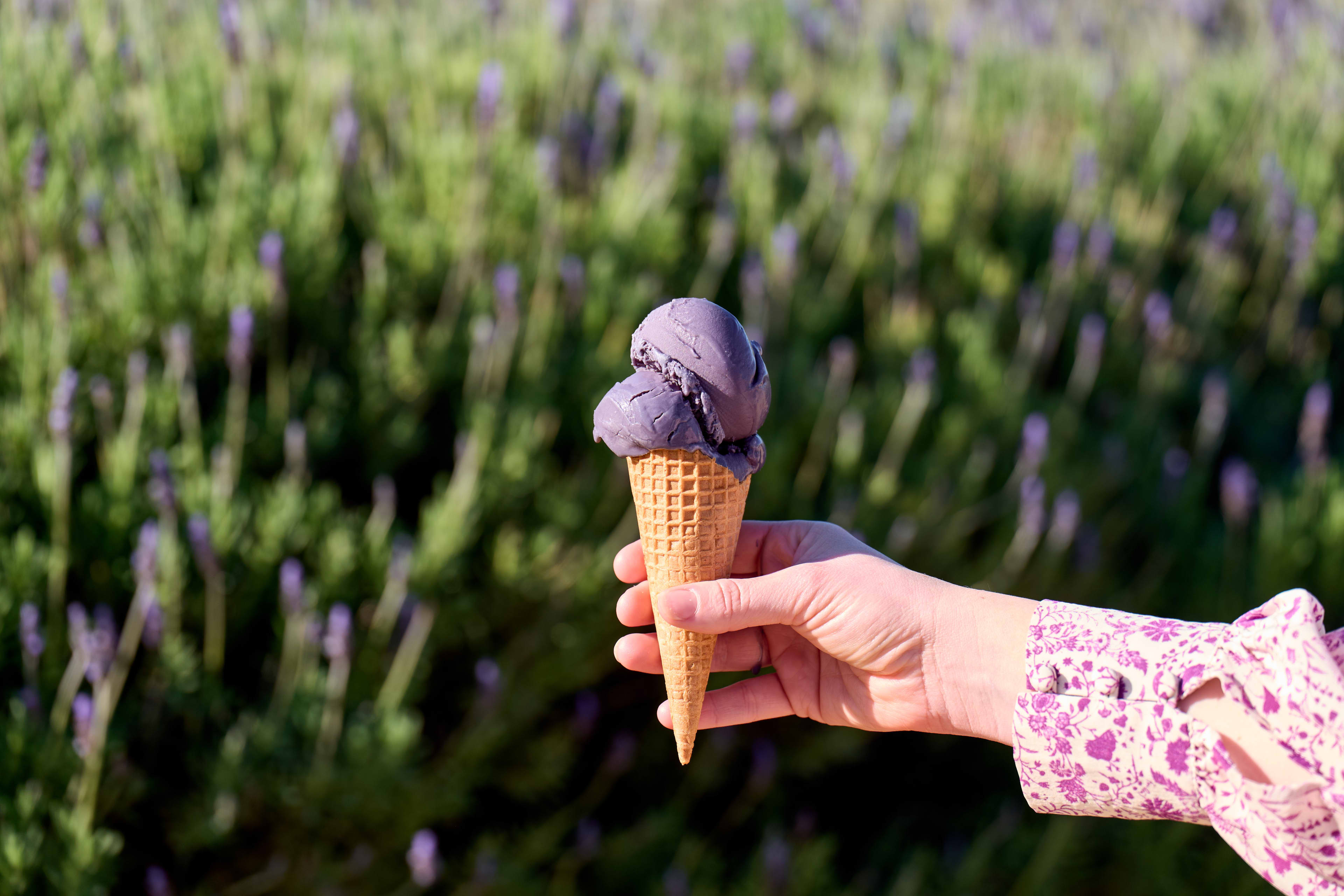 Hand holding purple lavender icecream with field of lavender in background