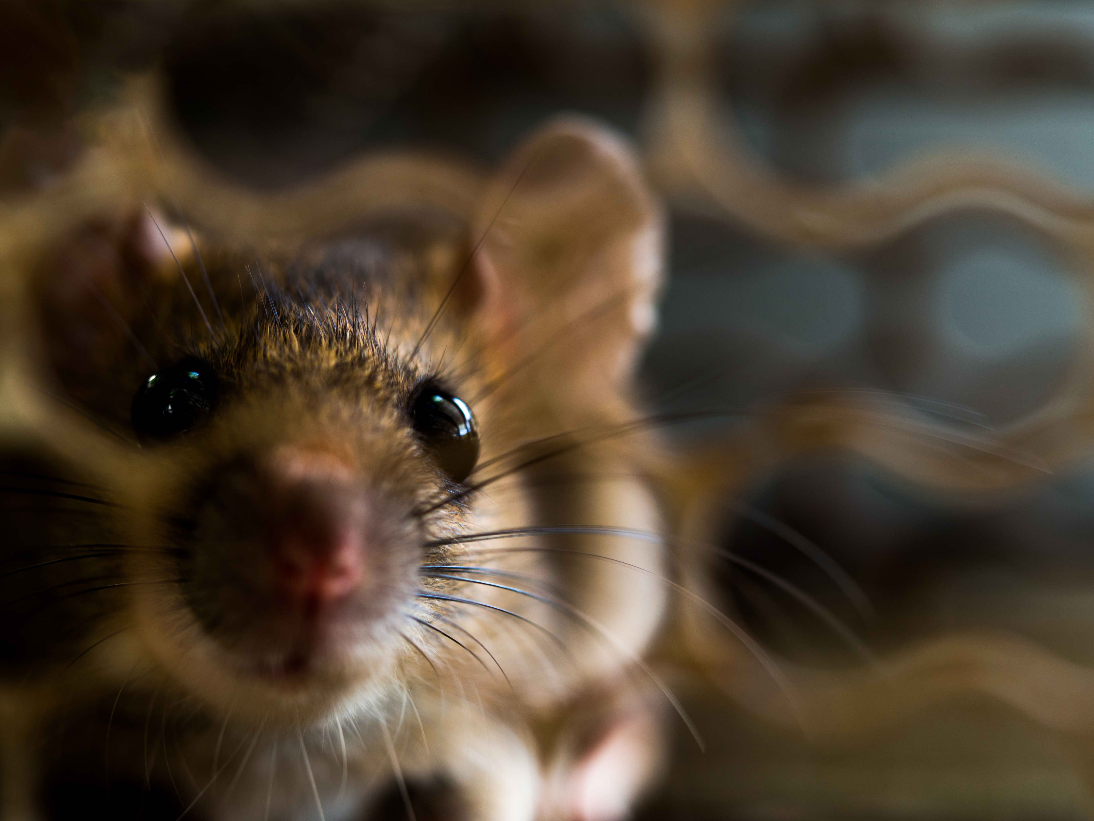A close up of a rat's face behind a metal grill