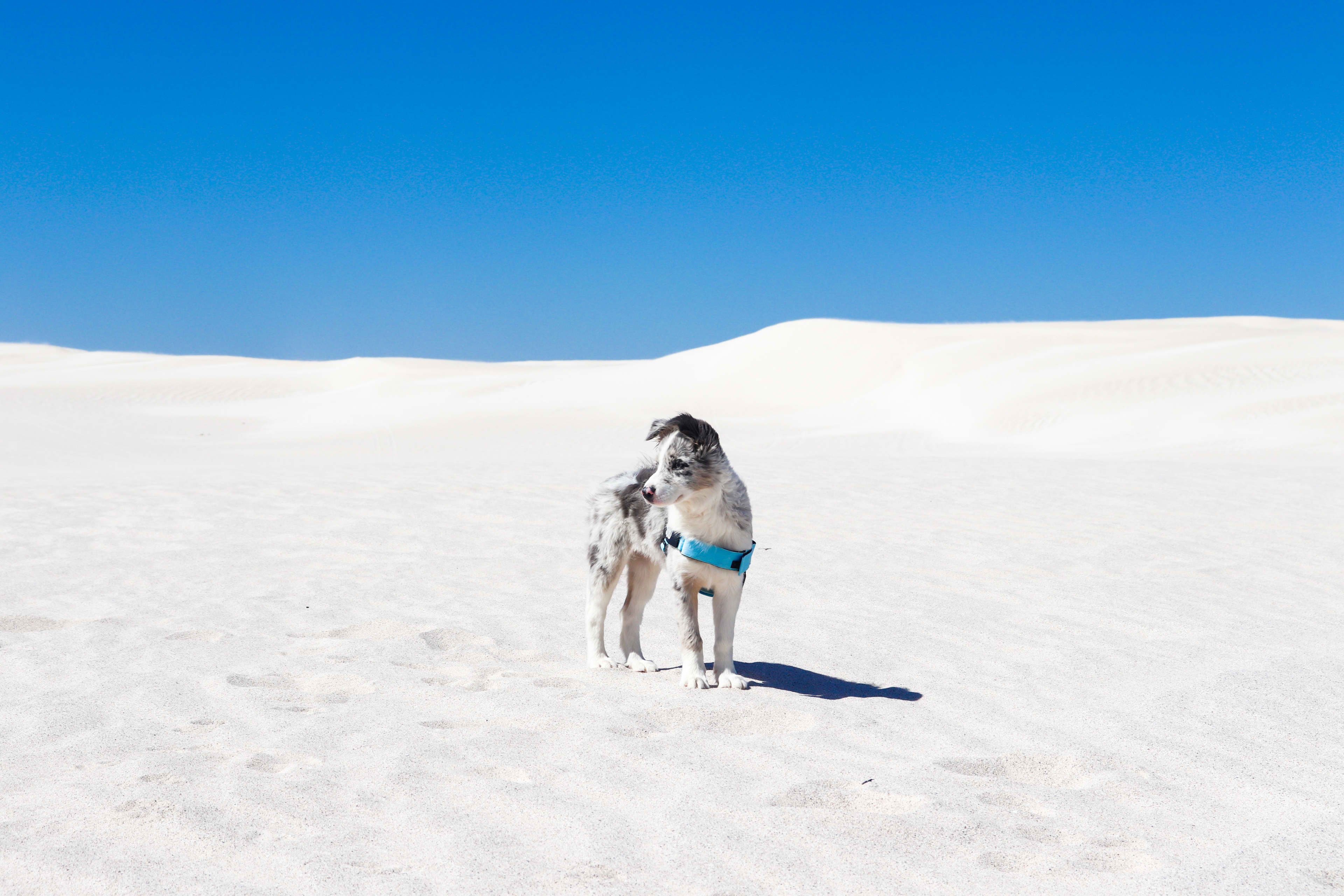A grey and white dog wearing a blue harness stands on bright white sand dunes under a clear blue sky, looking off to the side.