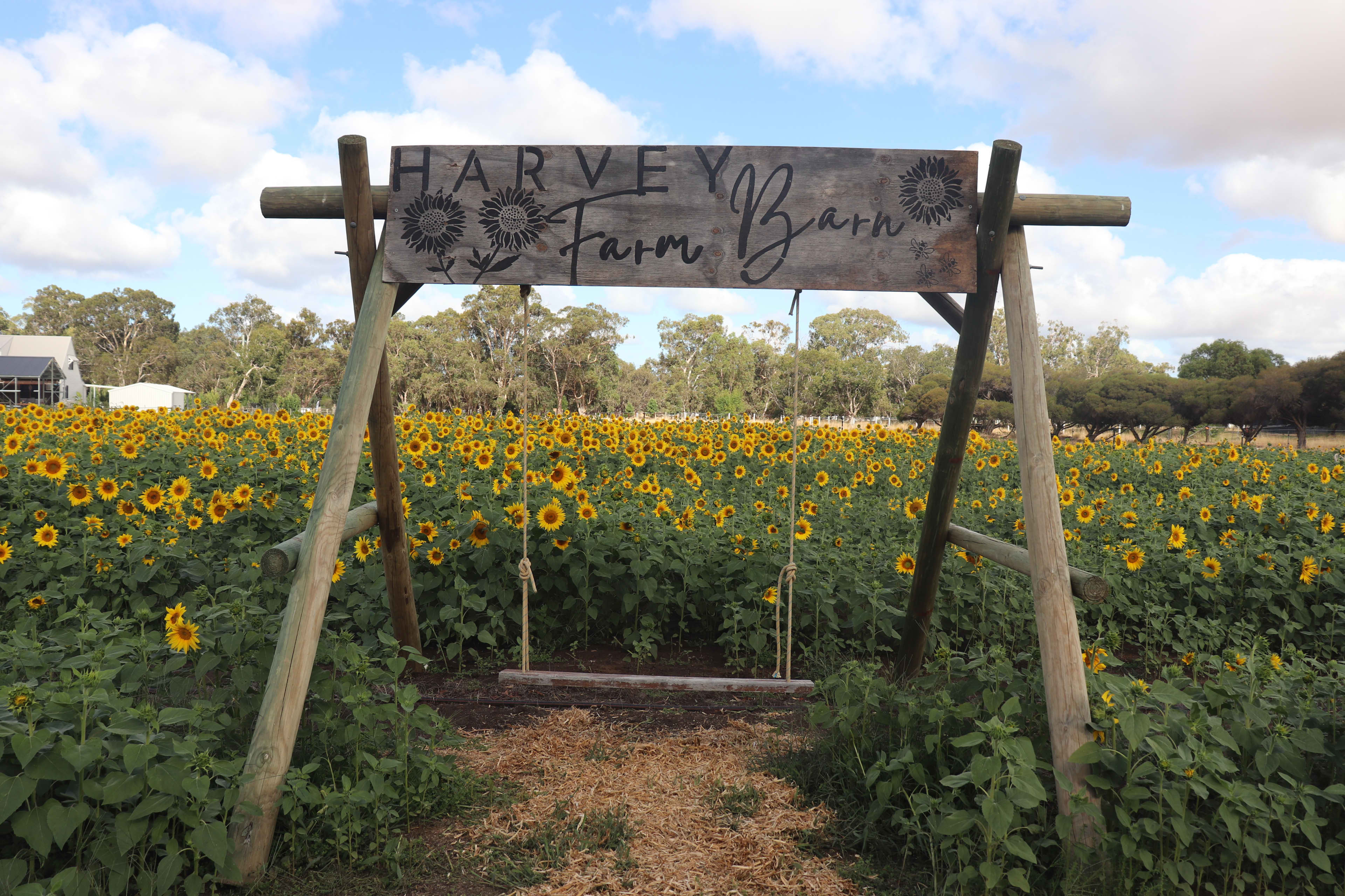 A large wooden swing, with a banner reading "Harvey Farm Barn". The swing is placed in front of a field of sunflowers in bloom.