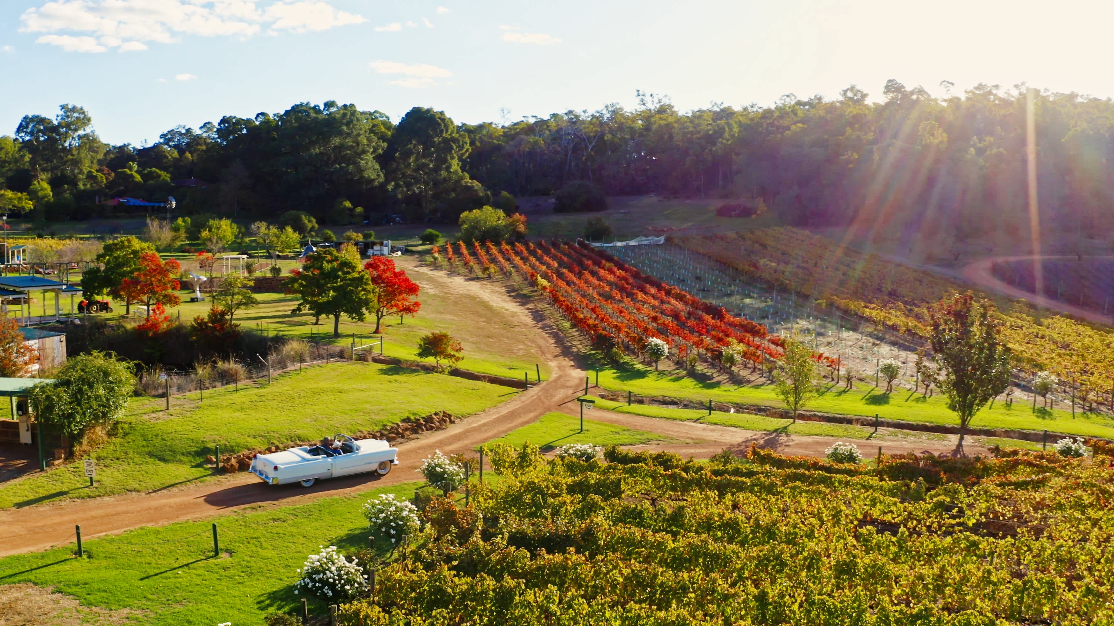A drone view of lush grass and lines of vineyards, some with bright autumn leaves. There's a vintage car driving down a dirt driveway.