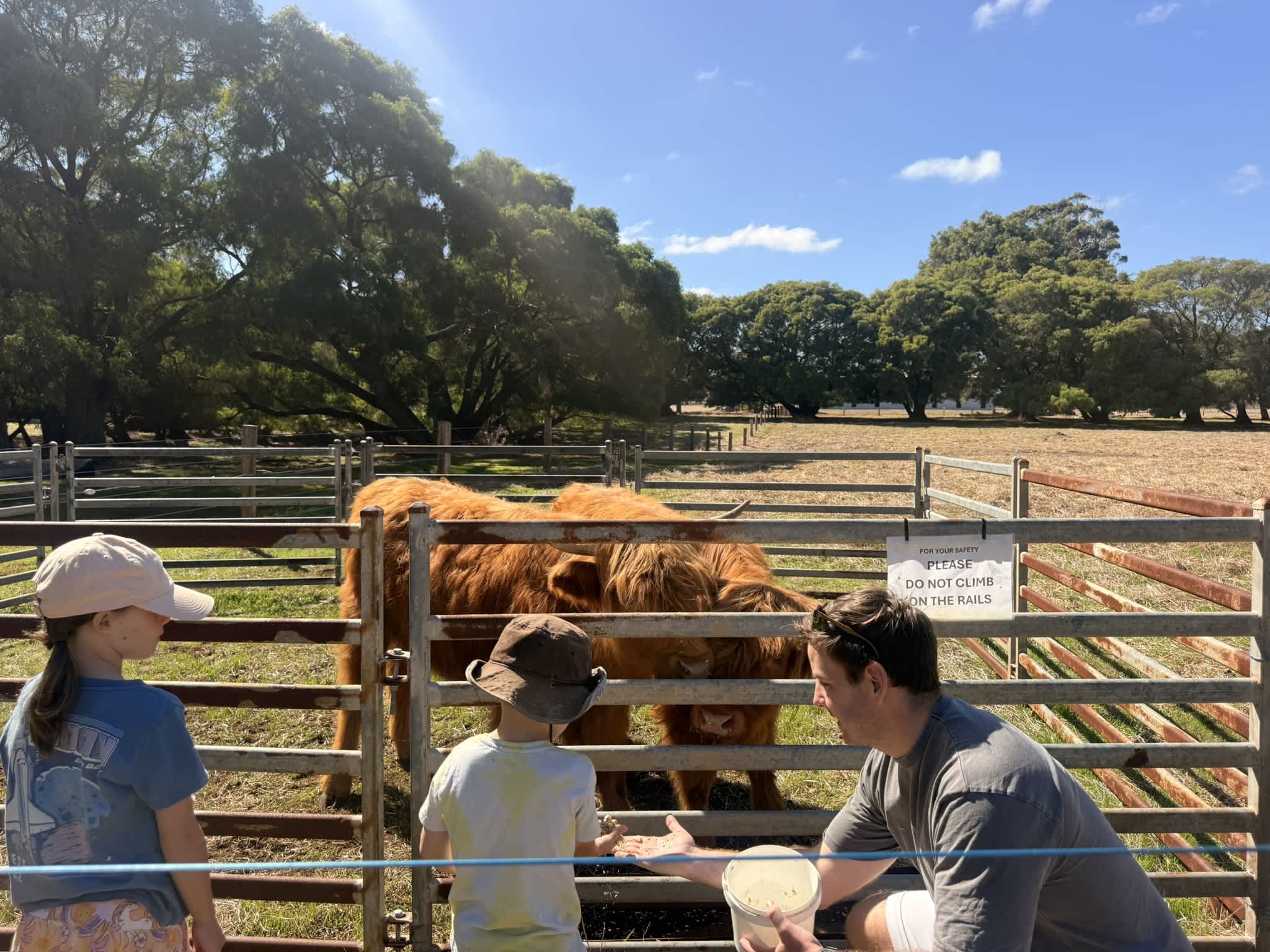 Children feeding two Highland cows in paddock