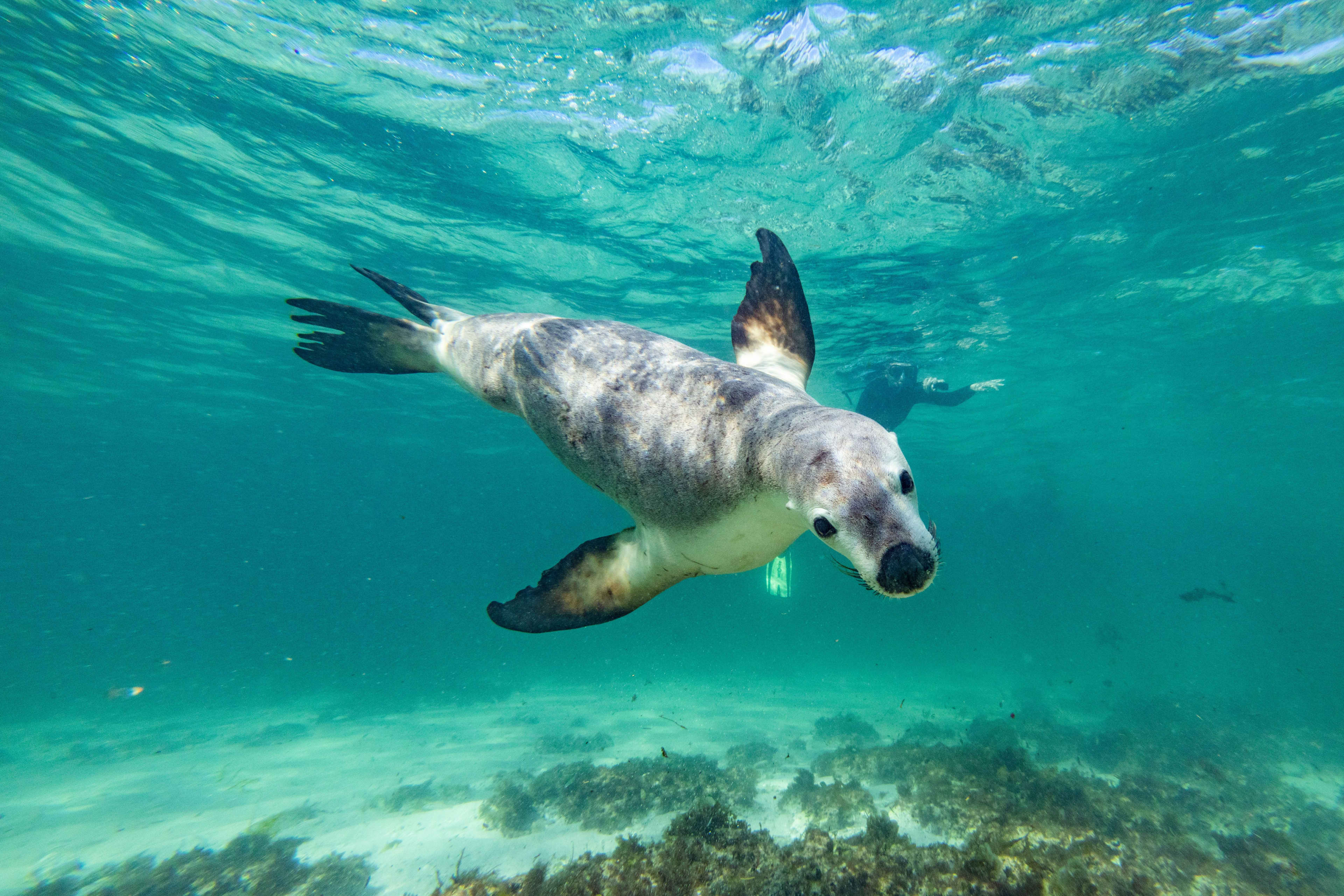 An underwater shot of a playful Australian sea lion swimming in clear, turquoise water. The sea lion is angled toward the camera, showing its pale belly, dark flippers, and curious face with large, dark eyes. In the background, a snorkeler is visible, and the sandy ocean floor is covered with patches of dark seaweed.