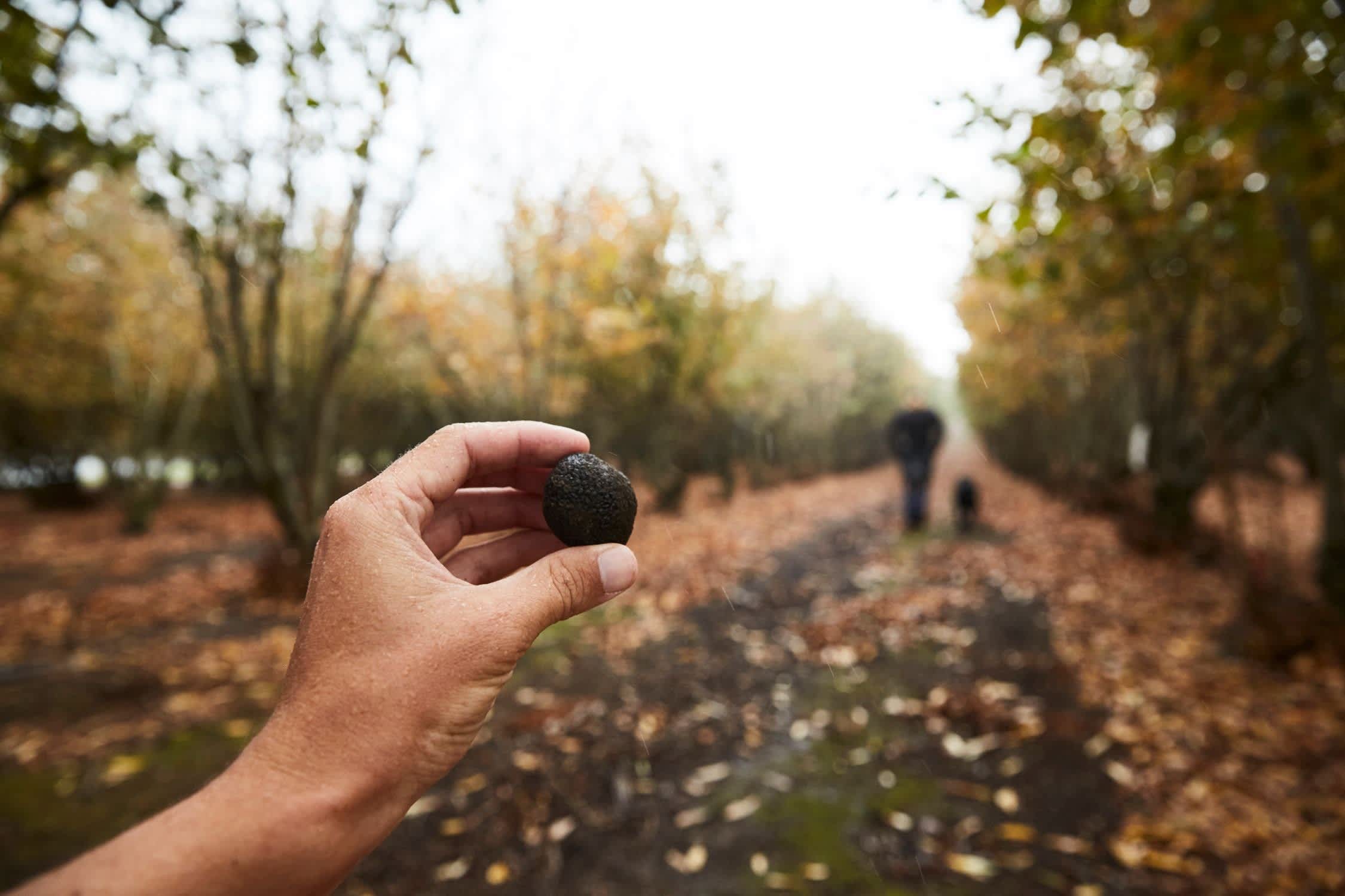 Close-up of a hand holding a black truffle in an orchard. Rows of trees with autumn foliage line a leaf-covered path, while a person walking a dog appears out of focus in the background.
