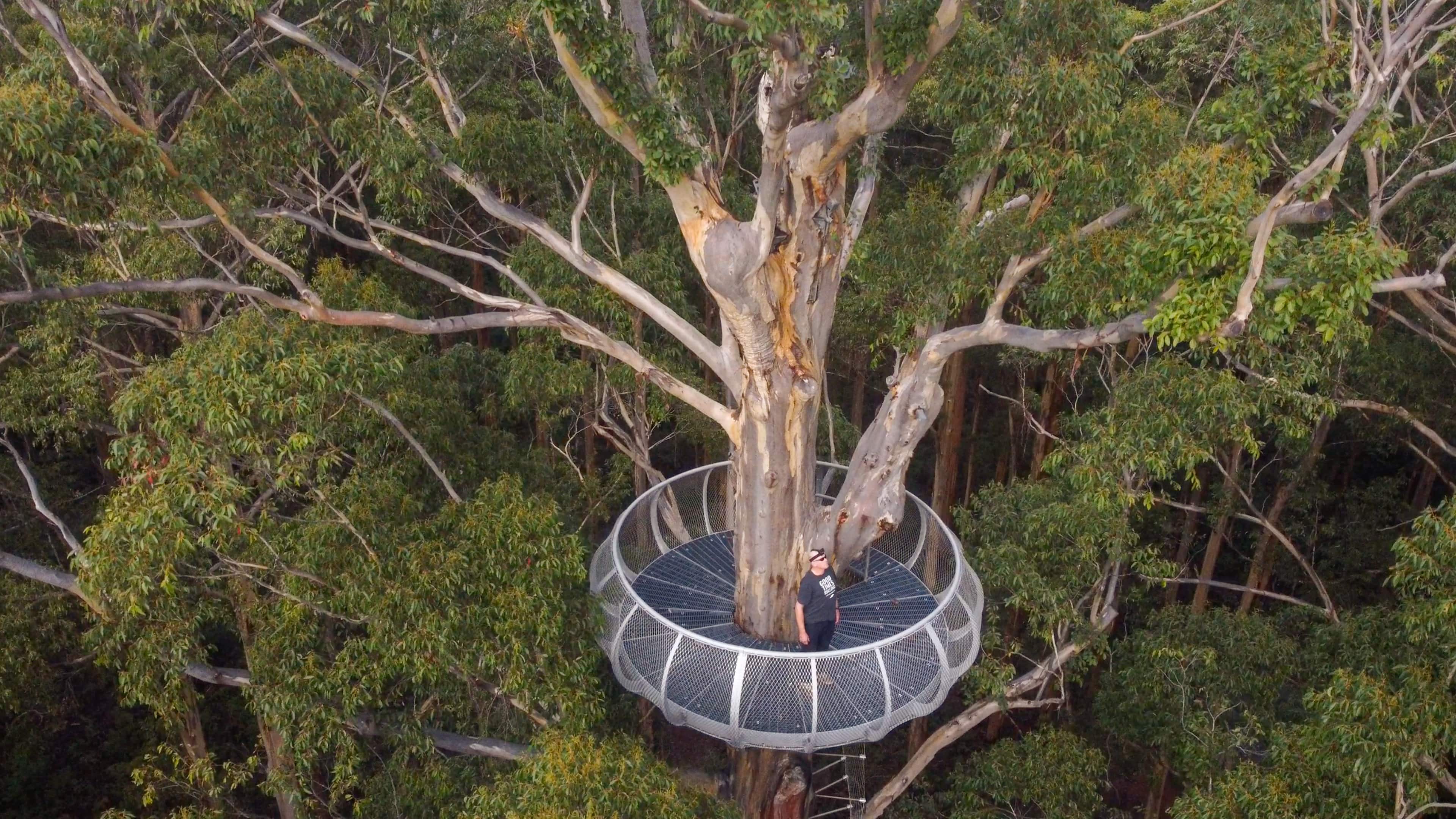 Man at lookout in tree canopy