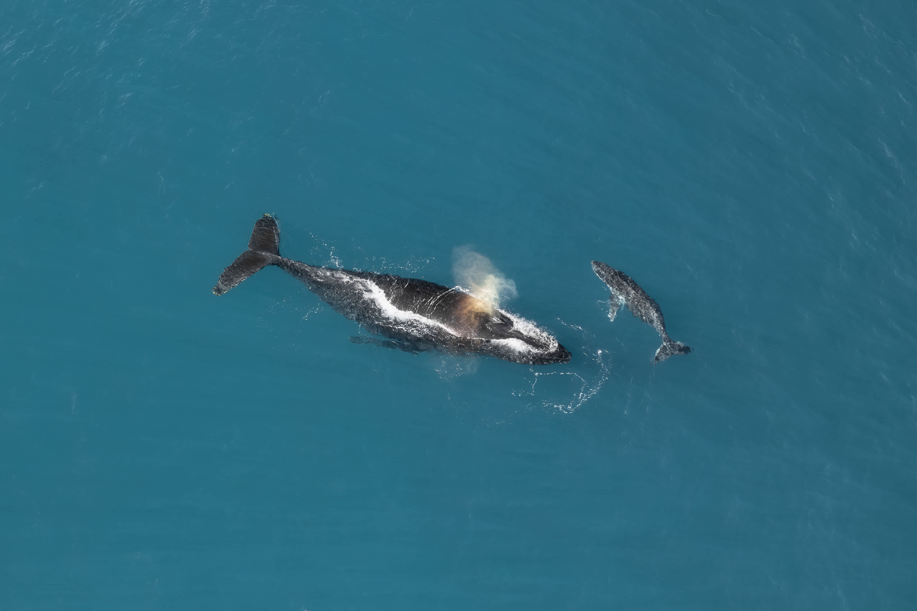 An aerial, top-down view shows a large humpback whale and its much smaller calf swimming side-by-side in deep blue ocean water. The mother whale is positioned horizontally across the center, exhaling a misty spray of water from its blowhole. Its dark, textured back has white markings near its pectoral fins, and its large tail fluke is visible. The small calf swims closely parallel to the mother's right side, facing the same direction. Clear turquoise water surrounds the pair, with light ripples trailing behind them.