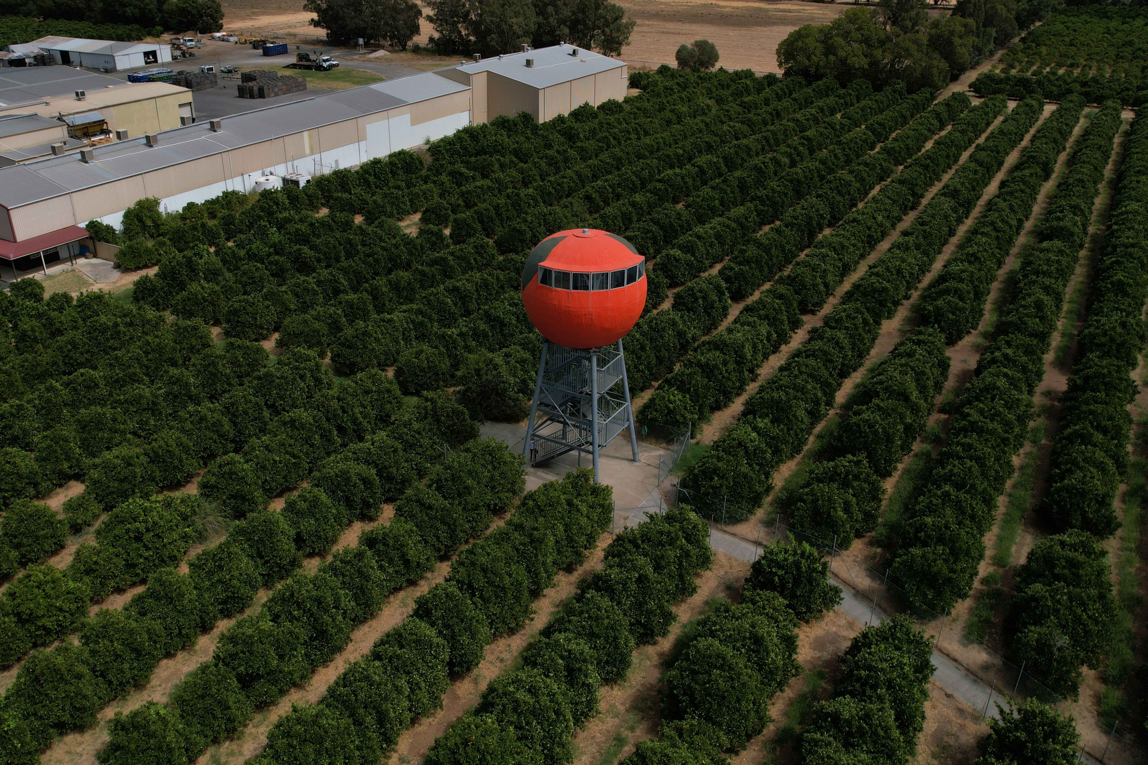 An aerial, high-angle shot shows a large, bright orange water tower shaped exactly like a realistic orange fruit, complete with a small green patch at the top. The tower stands on a gray steel lattice structure in the middle of a massive orchard with long, perfectly straight rows of lush green citrus trees. In the upper-left background, industrial farm buildings and warehouse roofs are visible under a hazy sky.