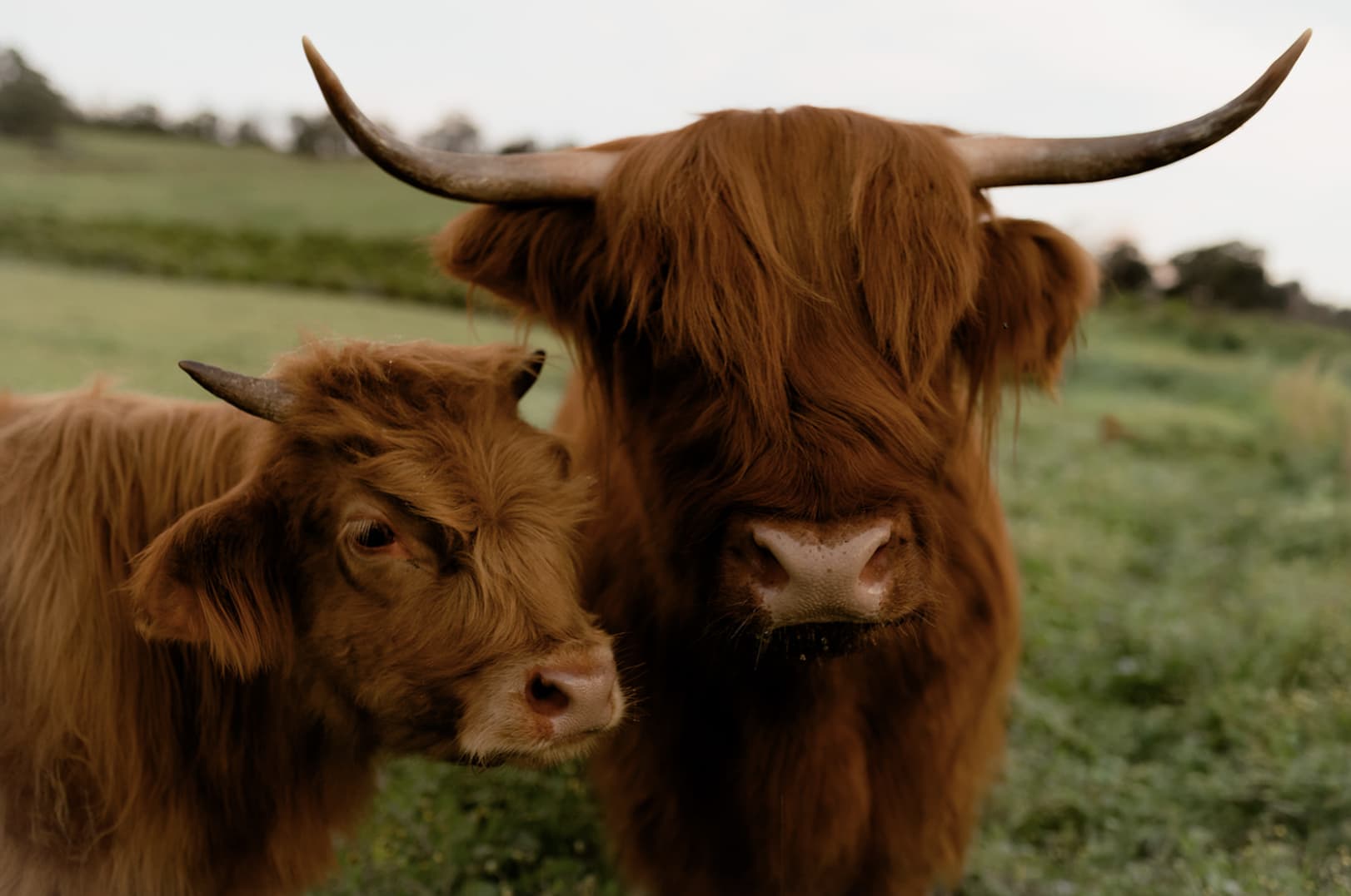 An image of two fluffy brown highland cows standing over lush, green grass.