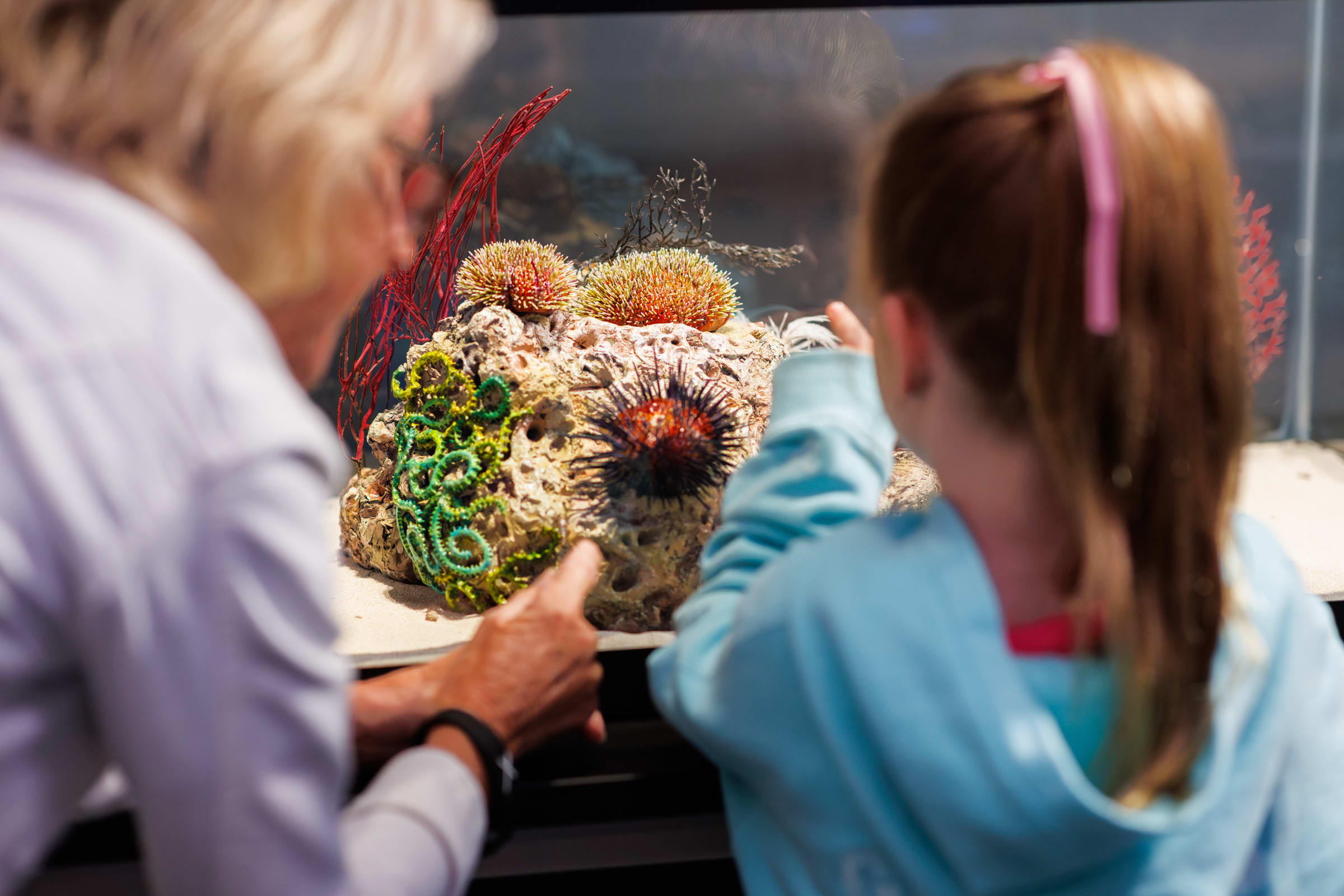 Save 10% on tickets to OceanXperience